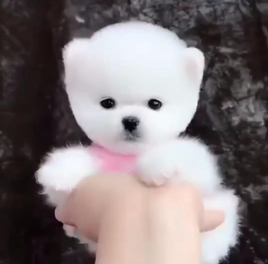 苏州犬舍出售纯种俊介犬迷你袖珍犬哪有宠物狗