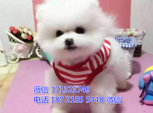 俊介纯种幼犬出售，小型犬狗狗，聪明活泼 苏州犬