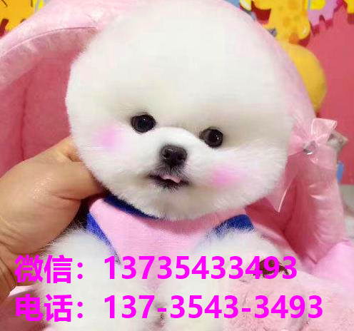 盐城宠物狗犬舍出售纯种俊介犬 哪里有茶杯狗