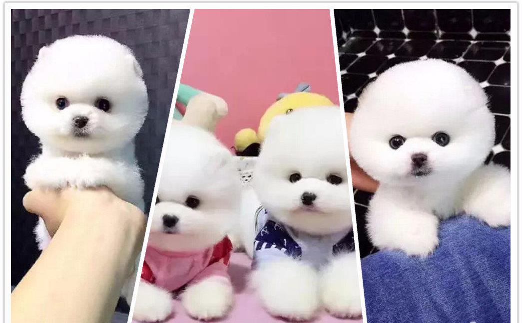 南昌犬舍出售纯种俊介犬狗市场在哪买狗卖狗