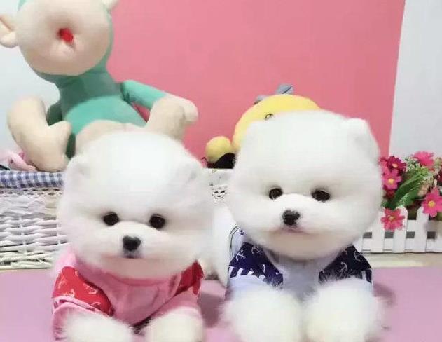 济南犬舍出售纯种俊介犬狗市场在哪买狗卖狗