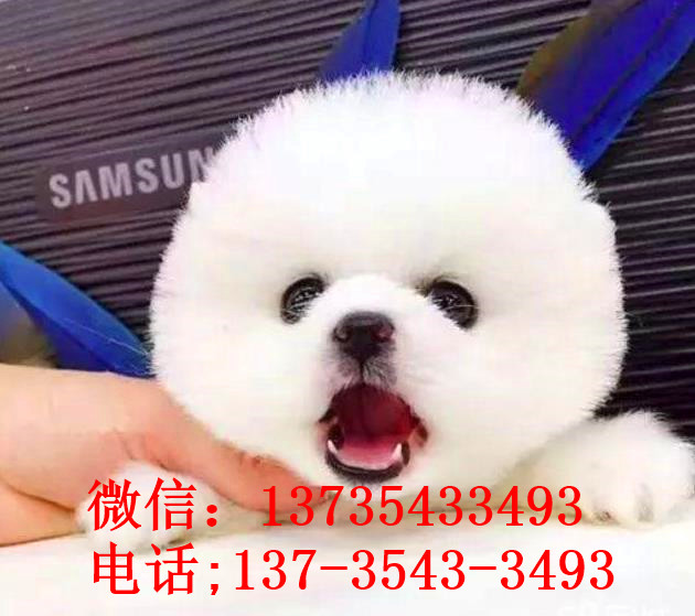 苏州犬舍出售纯种俊介犬迷你袖珍犬哪有宠物狗市场