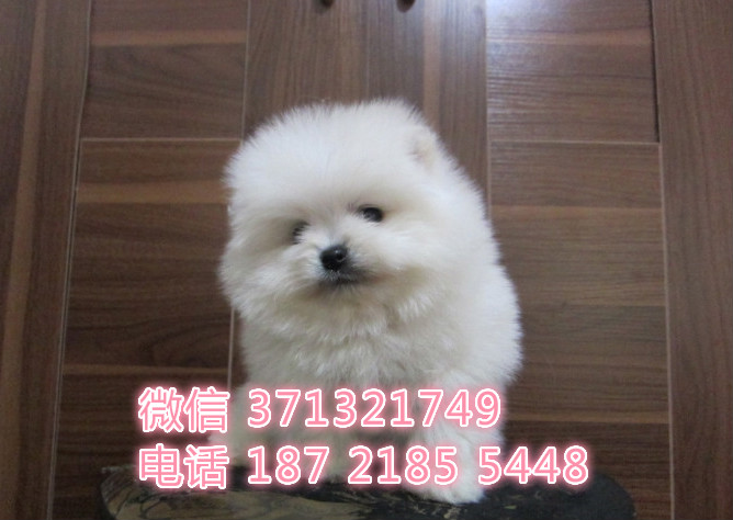 博美狗狗，长不大狗狗疫苗做好，品相好 西安狗场