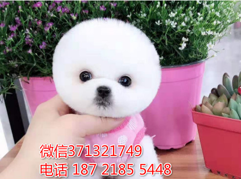 南京犬舍俊介萨摩犬狗狗纯种幼犬 大型犬萨摩