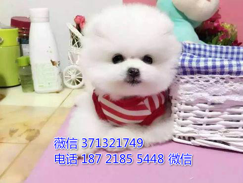 俊介纯种幼犬出售，小型犬狗狗，聪明活泼 苏州犬舍