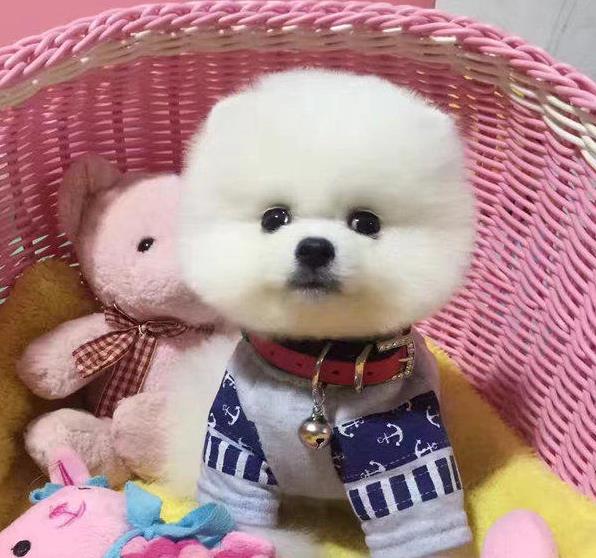 厦门犬舍出售纯种俊介犬迷你袖珍犬狗市场在哪