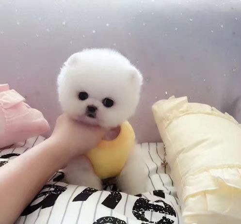 天津宠物狗狗犬舍出售纯种俊介犬活体小型犬