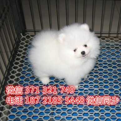 厦门特价 俊介犬出售纯种幼犬 厦门犬舍宠物狗