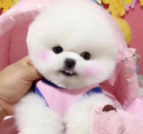 天津犬舍出售纯种俊介犬狗市场在哪买狗卖狗