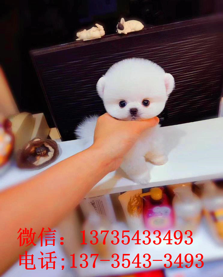 苏州宠物狗狗犬舍出售纯种俊介犬活体小型犬