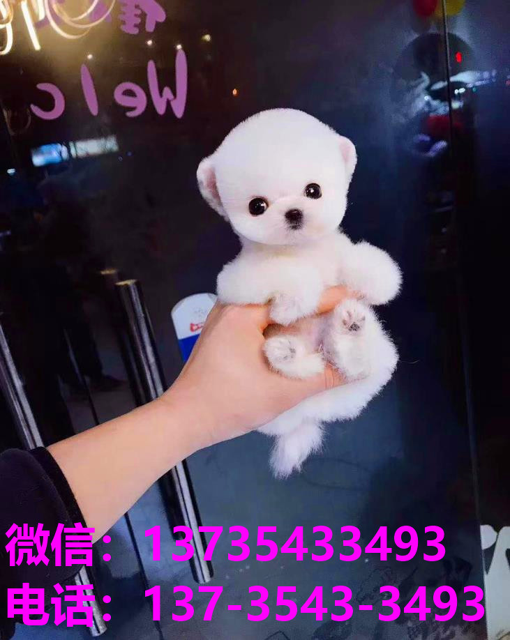 泰安宠物狗犬舍出售纯种俊介犬 哪里有茶杯狗