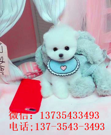 苏州犬舍出售纯种俊介犬迷你袖珍犬哪有宠物狗市场