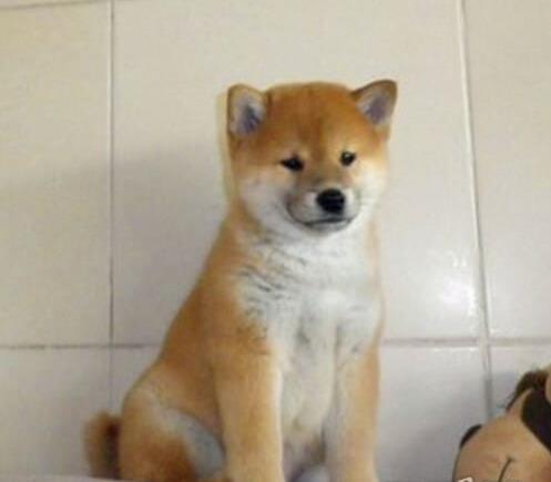 南京宠物狗犬舍出售纯种柴犬幼犬小豆柴领养哪