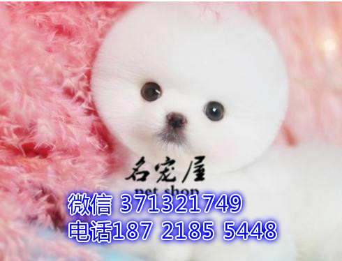 俊介犬出售 杭州犬舍出售俊介犬狗狗 宠物狗狗