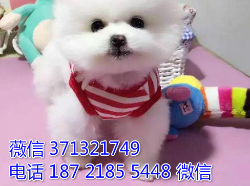 俊介纯种幼犬出售，小型犬狗狗，聪明活泼 苏州犬舍