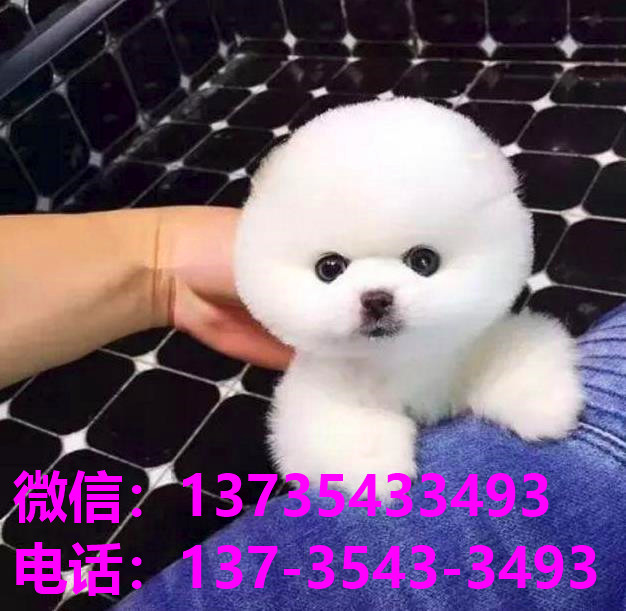 纯种俊介犬正宗茶杯狗深圳宠物狗犬舍宠物狗市