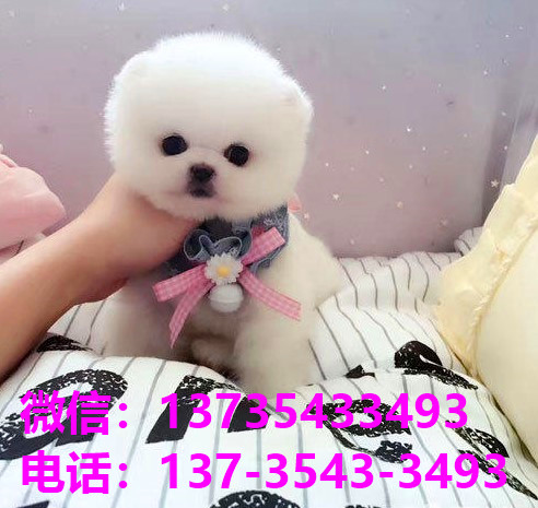 纯种俊介犬正宗茶杯狗天津宠物狗犬舍宠物狗市场在哪里买活体狗