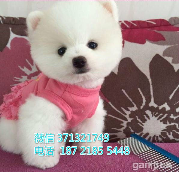 武汉特惠 俊介犬出售纯种幼犬 武汉哪里有犬舍