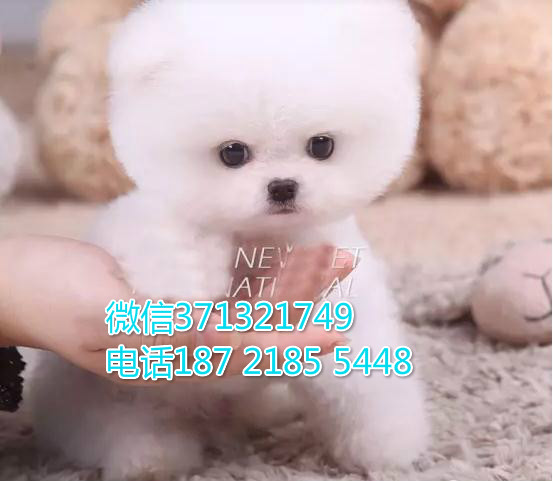 南京特惠 俊介犬出售纯种幼犬 南京犬舍南京狗场