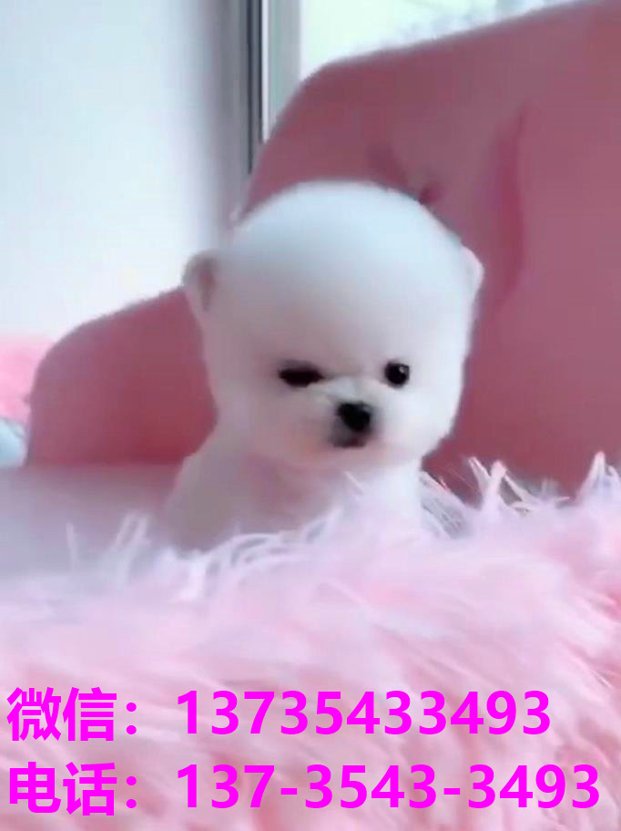 纯种俊介犬领养重庆宠物狗市场在哪里买狗网上