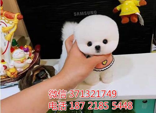 青岛宠物 俊介犬幼犬出售 青岛狗场在哪里 特价宠物