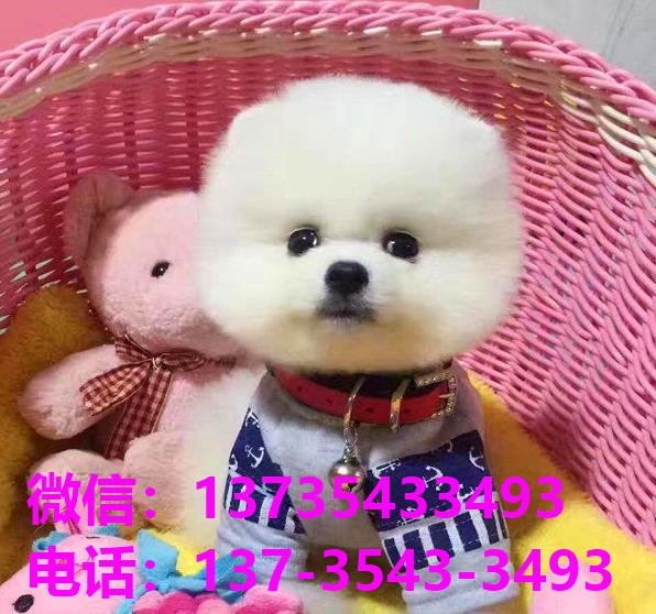 青岛犬舍 出售纯种俊介犬袖珍犬茶杯狗哪里有宠物狗市场领养