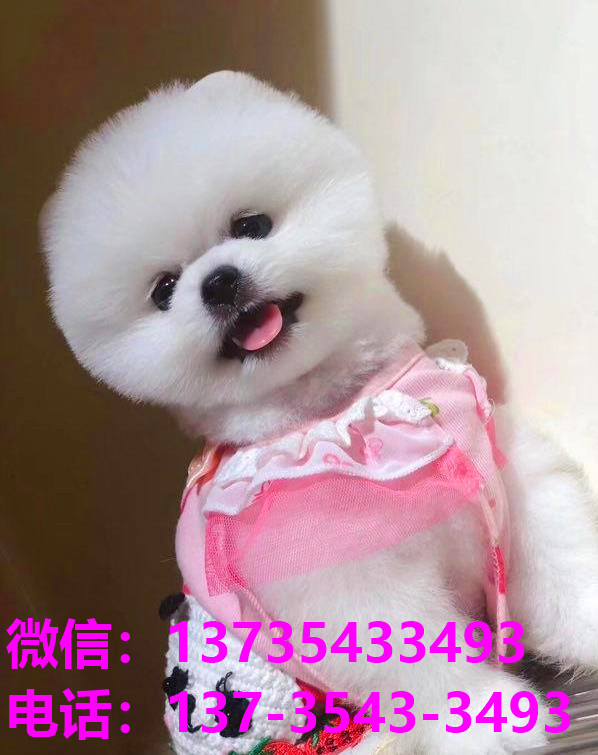 青岛犬舍 出售纯种俊介犬袖珍犬茶杯狗哪里有宠物狗市场领养