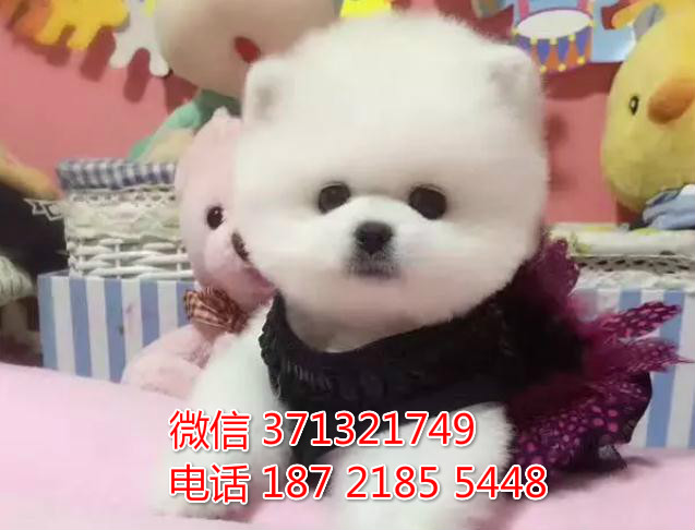 重庆特惠 俊介犬出售纯种幼犬 重庆犬舍宠物狗狗狗场