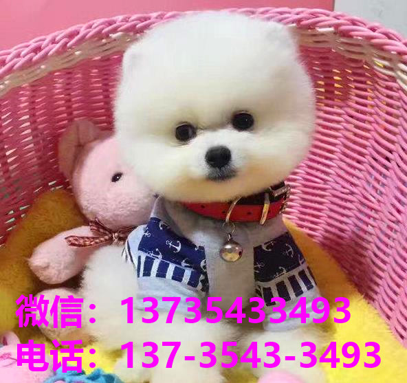 青岛犬舍 出售纯种俊介犬袖珍犬茶杯狗哪里有宠物狗市场领养