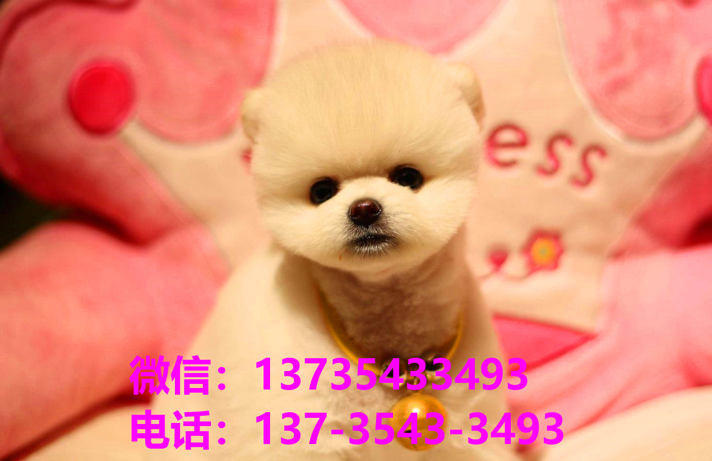 纯种俊介犬正宗茶杯狗南京宠物狗犬舍宠物狗市