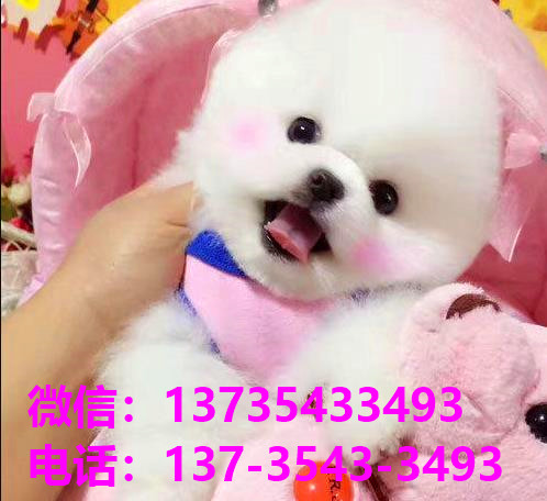 天津犬舍 宠物狗市场在哪卖狗地方买狗俊介袖珍犬