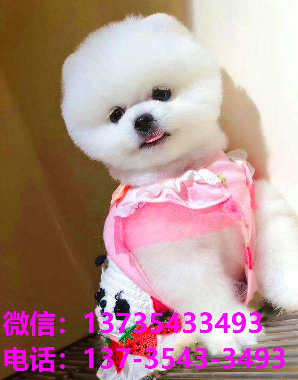 青岛犬舍 宠物狗市场在哪卖狗地方买狗俊介袖