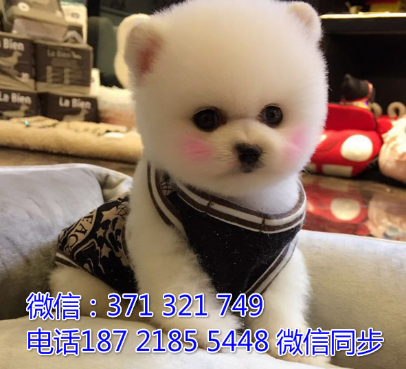 全国特惠博美纯种幼犬 支持上门 支持空运汽运