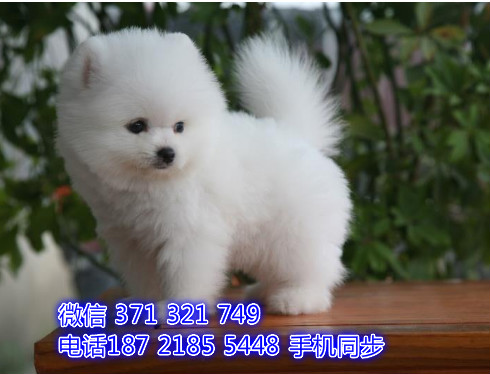  特惠松狮纯种幼犬出售 支持上门支持空运汽运唤