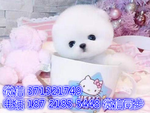 特价博美出售纯种幼犬 专业繁殖专业发货 可上