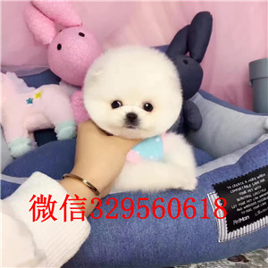  苏州哪里能买到俊介犬俊介犬价格多少小体俊