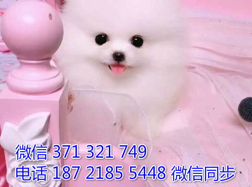 天津宠物狗狗俊介出售幼犬 全国可以发货莆