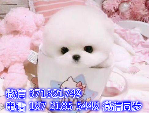 特价博美出售纯种幼犬 专业繁殖专业发货 可上门看得