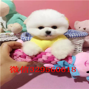  深圳哪里卖俊介的 纯种俊介 白色俊介 俊介幼