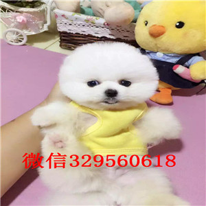  深圳哪里卖俊介的 纯种俊介 白色俊介 俊介幼犬 长不大的小体俊介