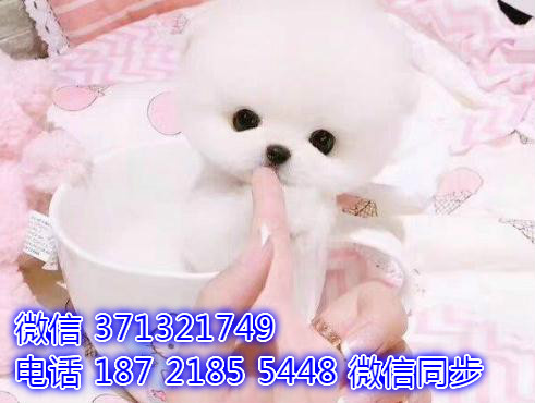 特价博美出售纯种幼犬 专业繁殖专业发货 可上门看禄