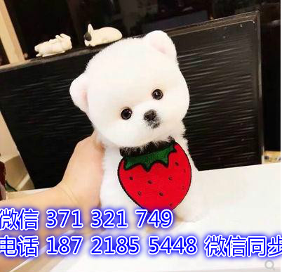 宠物狗狗俊介全国可以发货 犬舍繁殖 包健康赖