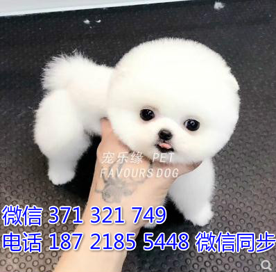 犬舍直销，哪里有宠物俊介犬，精品小型中型大型犬狗狗蒲