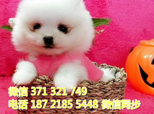 俊介纯种幼犬出售，犬舍直销俊介 犬舍狗场宠物