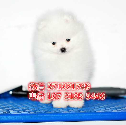 俊介博美出售 宠物狗狗  宠物市场 狗狗图片 