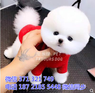 犬舍直销，哪里有宠物俊介犬，精品小型中型大型犬