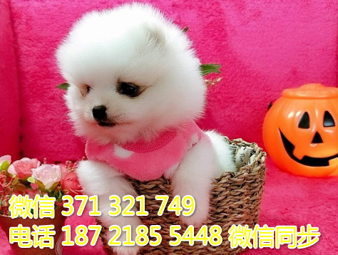 俊介纯种幼犬出售，犬舍直销俊介 犬舍狗场宠物狗芍