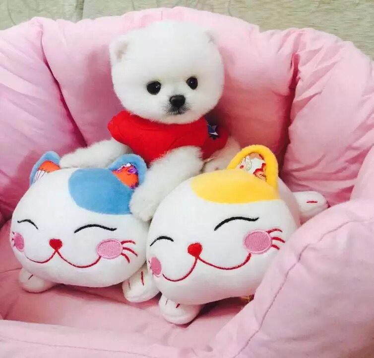 广州出售纯种健康俊介幼犬 疫苗齐全 多窝可选