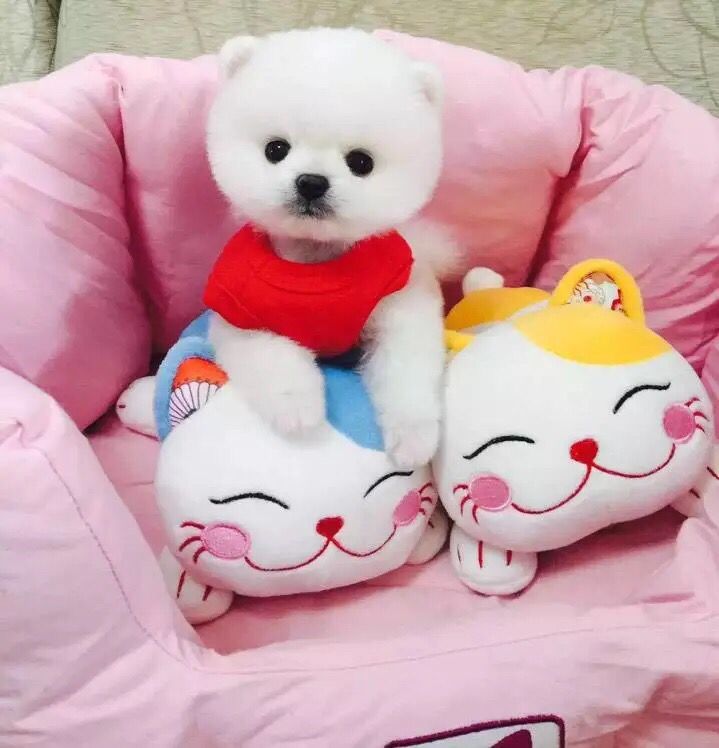 广州出售纯种健康俊介幼犬 疫苗齐全 多窝可选