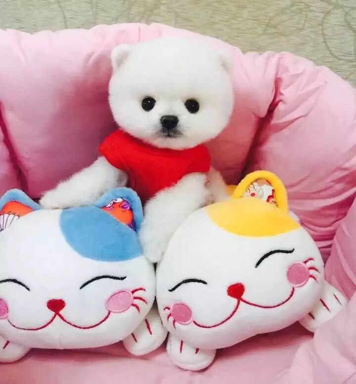 广州买狗 广州哪里有买狗靠谱 俊介犬一只多少钱